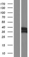 NT5C3 (NT5C3A) Human Over-expression Lysates NM_001002010