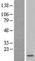 MRPL27 Human Over-expression Lysates NM_016504