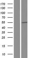 NKIAMRE (CDKL3) Human Over-expression Lysates NM_016508