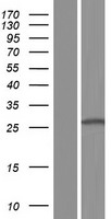 CLEC1B Human Over-expression Lysates NM_001099431