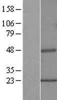 Sarcosine Oxidase (PIPOX) Human Over-expression Lysates NM_016518
