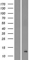 BET1L Human Over-expression Lysates NM_016526