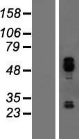 ls051278 ier5 human over expression lysates nm 016545 wb testing 1