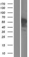 ls051279 c1rl human over expression lysates nm 016546 wb testing 1
