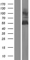 ls051280 golph2 golm1 human over expression lysates nm 016548 wb testing 2