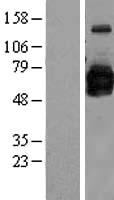 ls051280 golph2 golm1 human over expression lysates nm 177937 wb testing 1