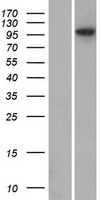 ls051281 ankmy1 human over expression lysates nm 016552 wb testing 1