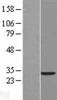 ls051285 rasl12 human over expression lysates nm 016563 wb testing 1