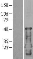 CEND1 Human Over-expression Lysates NM_016564