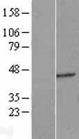 ERGIC2 Human Over-expression Lysates NM_016570