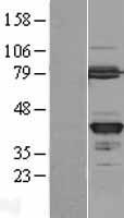 ls051292 gmpr2 human over expression lysates nm 016576 wb testing 1