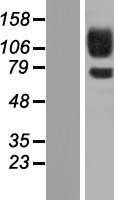 PCDH12 Human Over-expression Lysates NM_016580