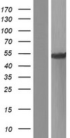 ls051298 theg human over expression lysates nm 199202 wb testing 2