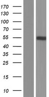 C2GNT3 (GCNT4) Human Over-expression Lysates NM_016591