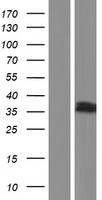 GODZ (ZDHHC3) Human Over-expression Lysates NM_016598