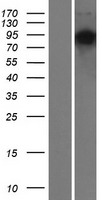 ls051306 fam13b1 fam13b human over expression lysates nm 001101801 wb testing 1