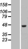 FAM53C Human Over-expression Lysates NM_016605