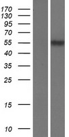 SLC22A17 Human Over-expression Lysates NM_016609