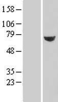 ls051314 txndc3 nme8 human over expression lysates nm 016616 wb testing 1