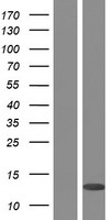 PLAC8 Human Over-expression Lysates NM_001130715