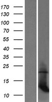 MRPL35 Human Over-expression Lysates NM_016622