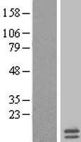 MRPL35 Human Over-expression Lysates NM_145644