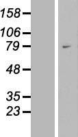ls051322 wac human over expression lysates nm 016628 wb testing 1