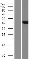 ARL6IP4 Human Over-expression Lysates NM_001002252