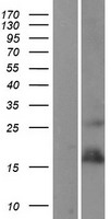 TWEAKR (TNFRSF12A) Human Over-expression Lysates NM_016639
