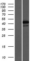 ls051333 znf771 human over expression lysates nm 016643 wb testing 1