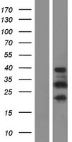 PRR16 Human Over-expression Lysates NM_016644