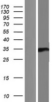 Neugrin (NGRN) Human Over-expression Lysates NM_001033088