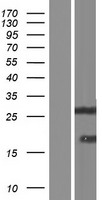 Neugrin (NGRN) Human Over-expression Lysates NM_016645