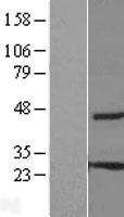 ls051337 c8orf55 them6 human over expression lysates nm 016647 wb testing 1