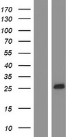 ls051338 ms4a4a human over expression lysates nm 024021 wb testing 1