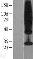 ls051338 ms4a4a human over expression lysates nm 148975 wb testing 2