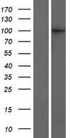 CRNKL1 Human Over-expression Lysates NM_016652