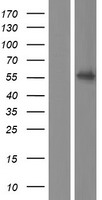 ls051343 fzr1 human over expression lysates nm 001136198 wb testing 1