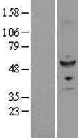 ls051343 fzr1 human over expression lysates nm 016263 wb testing 2