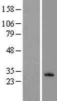 ls051348 klrf1 human over expression lysates nm 016523 wb testing 1