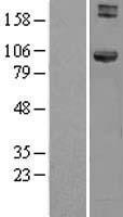 ls051361 hook1 human over expression lysates nm 015888 wb testing 1