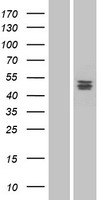 PLA1A Human Over-expression Lysates NM_015900