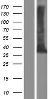 TEX264 Human Over-expression Lysates NM_015926