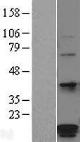 ls051371 hspc014 pomp human over expression lysates nm 015932 wb testing 1