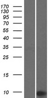 ls051372 ccdc72 tma7 human over expression lysates nm 015933 wb testing 1