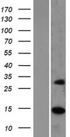 ls051373 mrps17 human over expression lysates nm 015969 wb testing 1