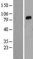 Angiopoietin 4 (ANGPT4) Human Over-expression Lysates NM_015985