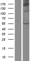ls051380 csad human over expression lysates nm 015989 wb testing 1