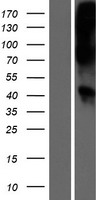 WNT16 Human Over-expression Lysates NM_057168