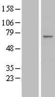 IF3EI (EIF3L) Human Over-expression Lysates NM_016091